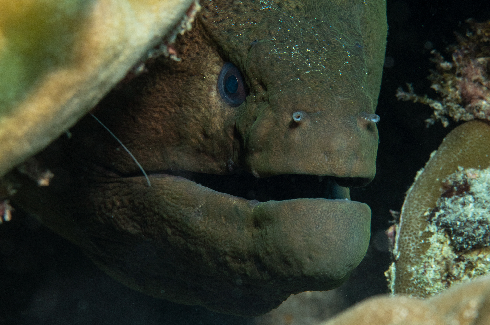 Dive at Premium Dive Sites with ScubaLov in Neil Island