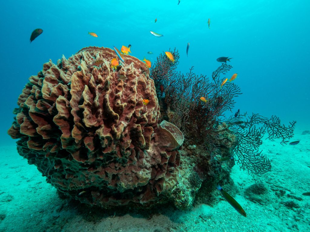 Dive at Premium Dive Sites with ScubaLov in Neil Island