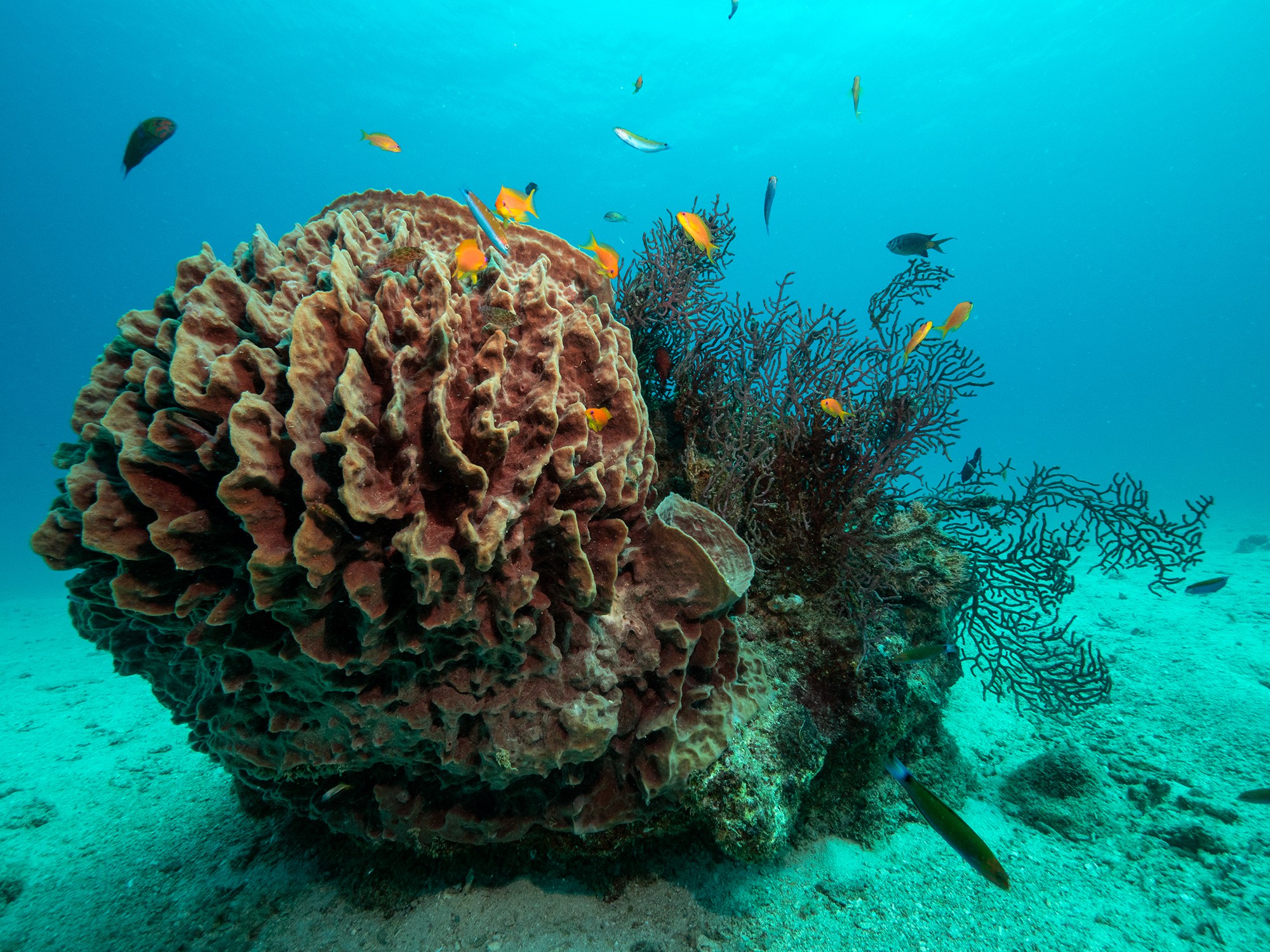 Dive at Premium Dive Sites with ScubaLov in Neil Island
