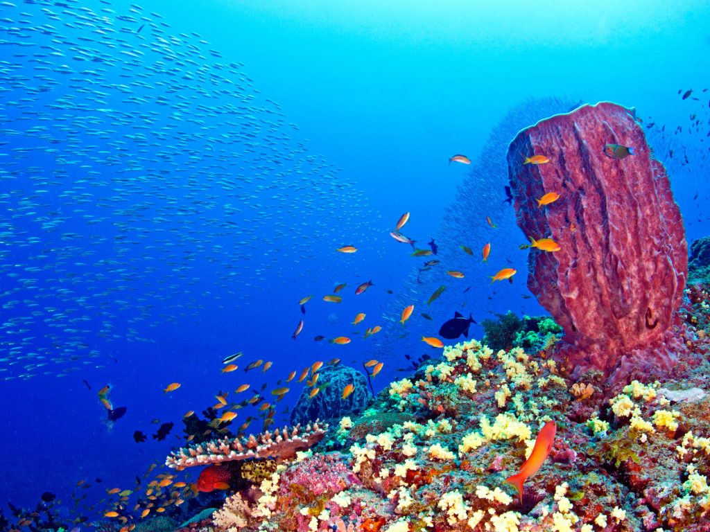 Fun Dives for Certified Divers with ScubaLov