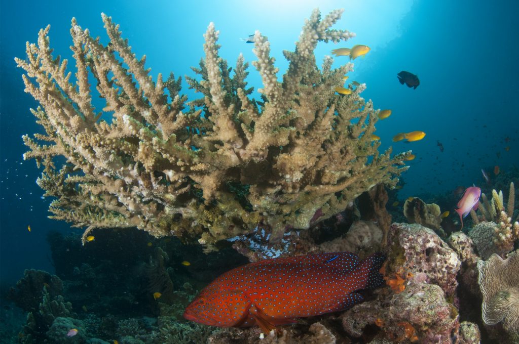 Dive at Premium Dive Sites in Havelock Island with ScubaLov