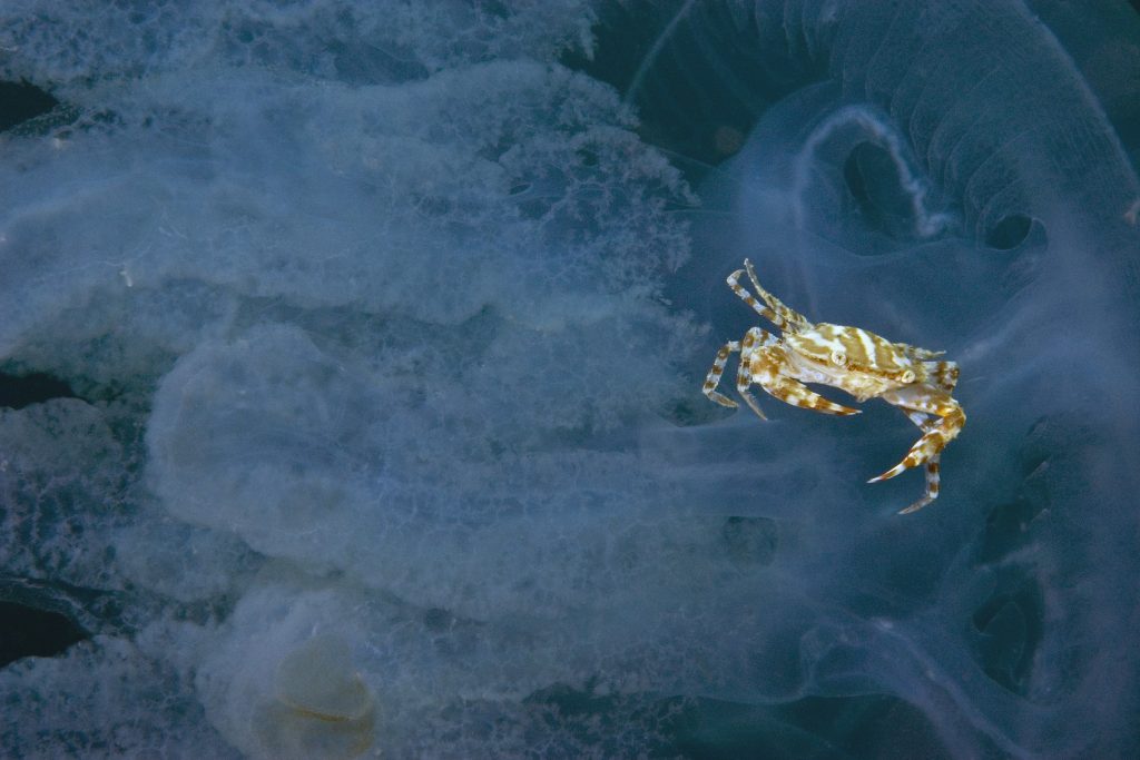 Dive at Premium Dive Sites in Havelock Island with ScubaLov