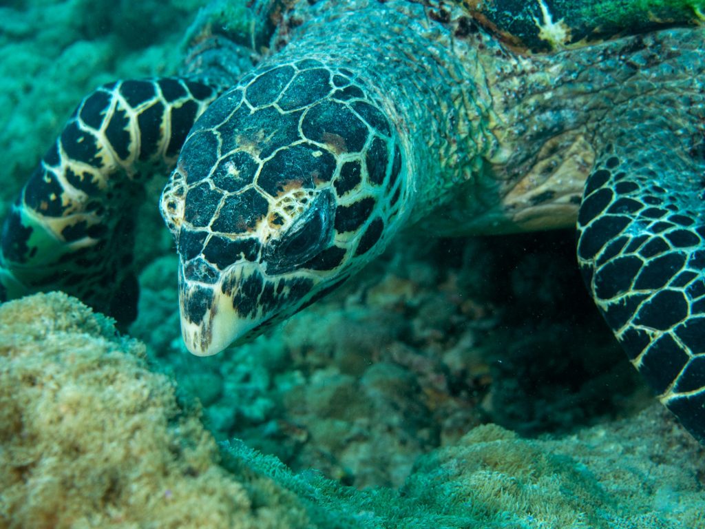 Dive at Premium Dive Sites with ScubaLov in Havelock Island