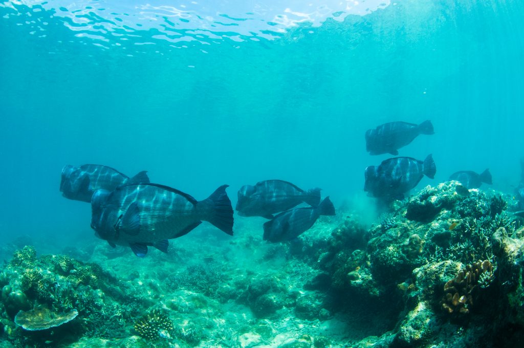 Dive at Premium Dive Sites in Havelock Island with ScubaLov