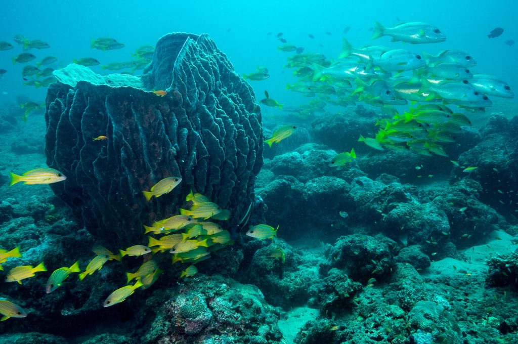 Dive at Premium Dive Sites with ScubaLov in Havelock Island