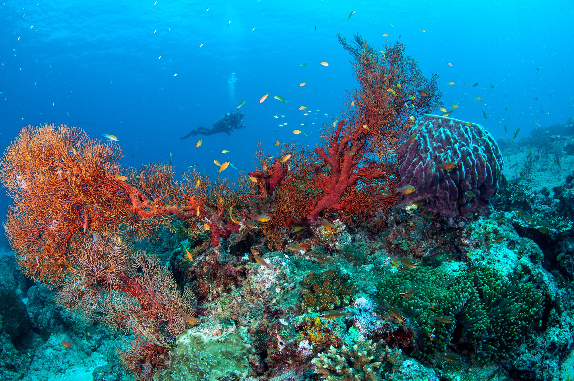 Fun Dives for Certified Divers at Premium Dive Sites with ScubaLov