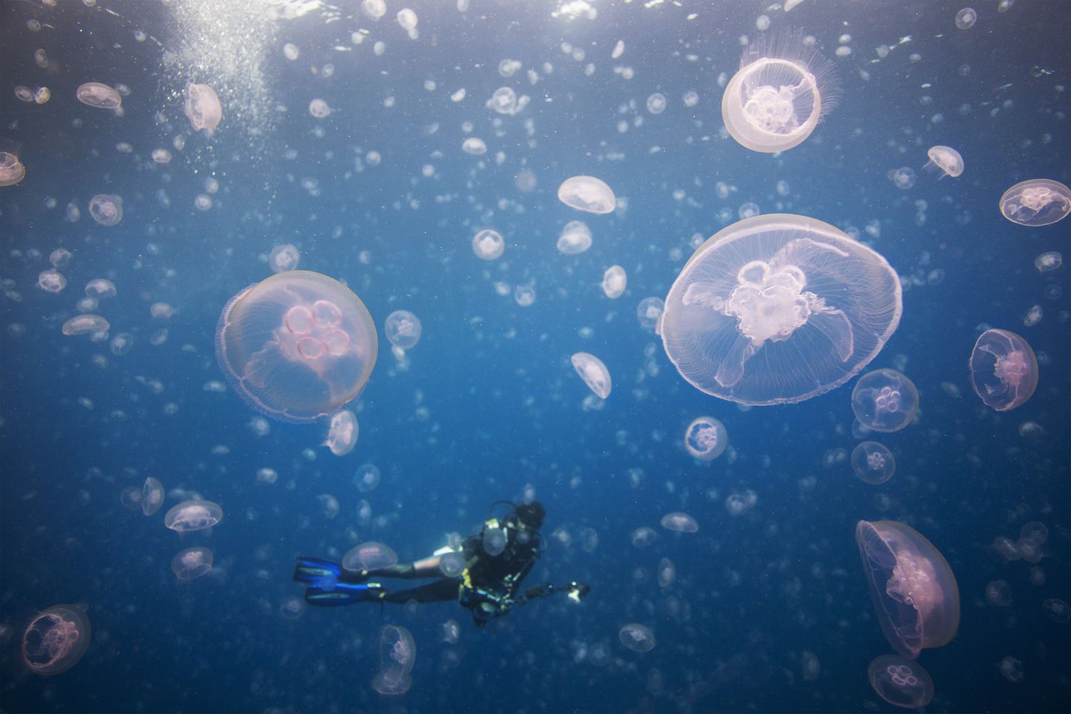 Mimansa’s Diving Journey With Scubalov