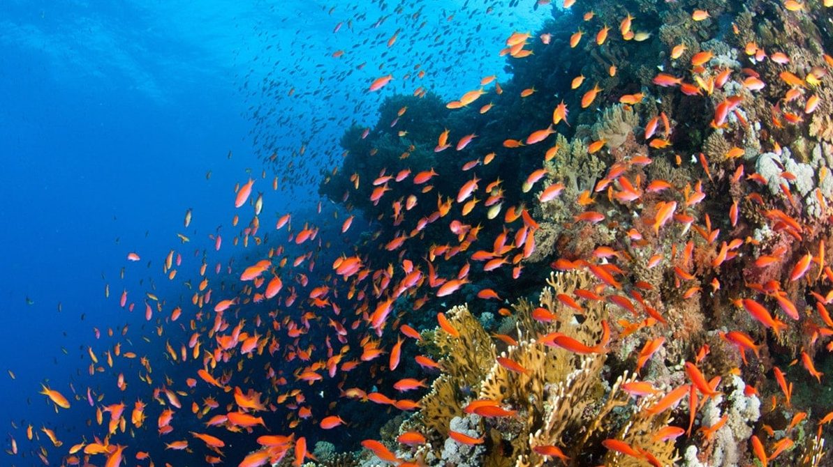 Dive at Premium Dive Sites in Havelock Island with ScubaLov