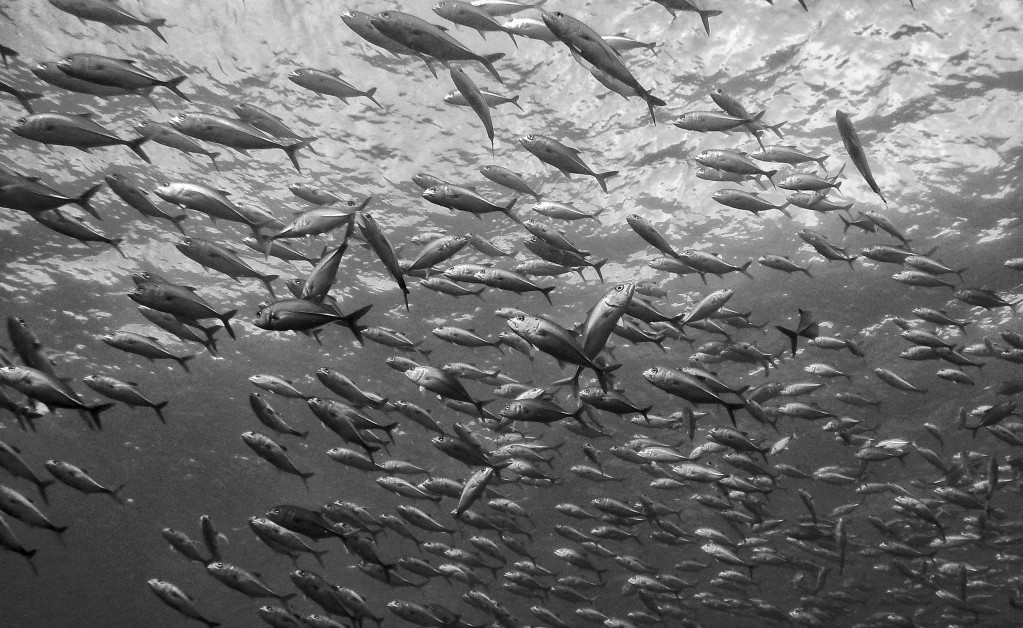 Premium Dive Sites with ScubaLov ; White House Rock