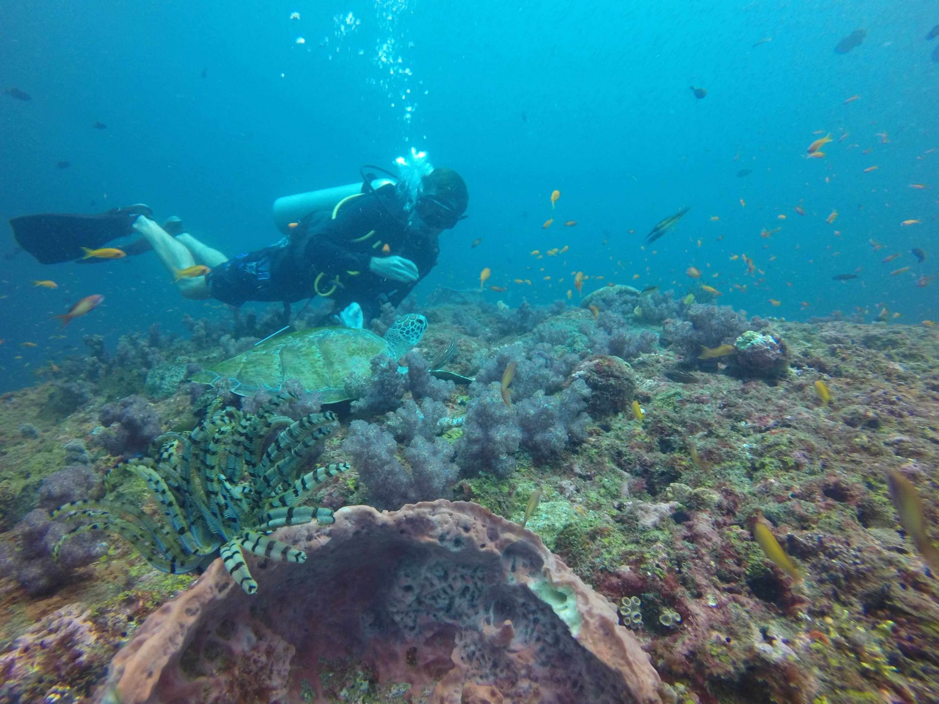 Essential Guide to the Andaman Islands with ScubaLov