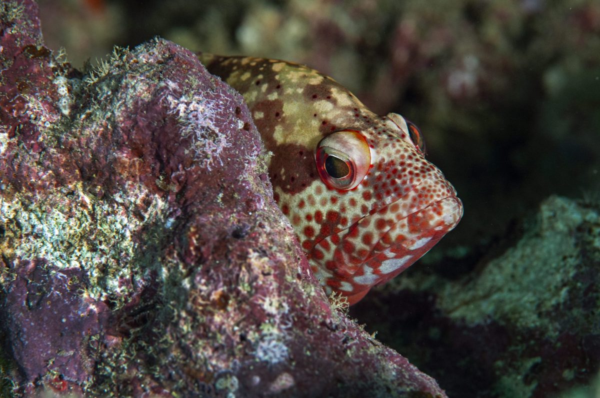 Scuba Diving Courses in ScubaLov