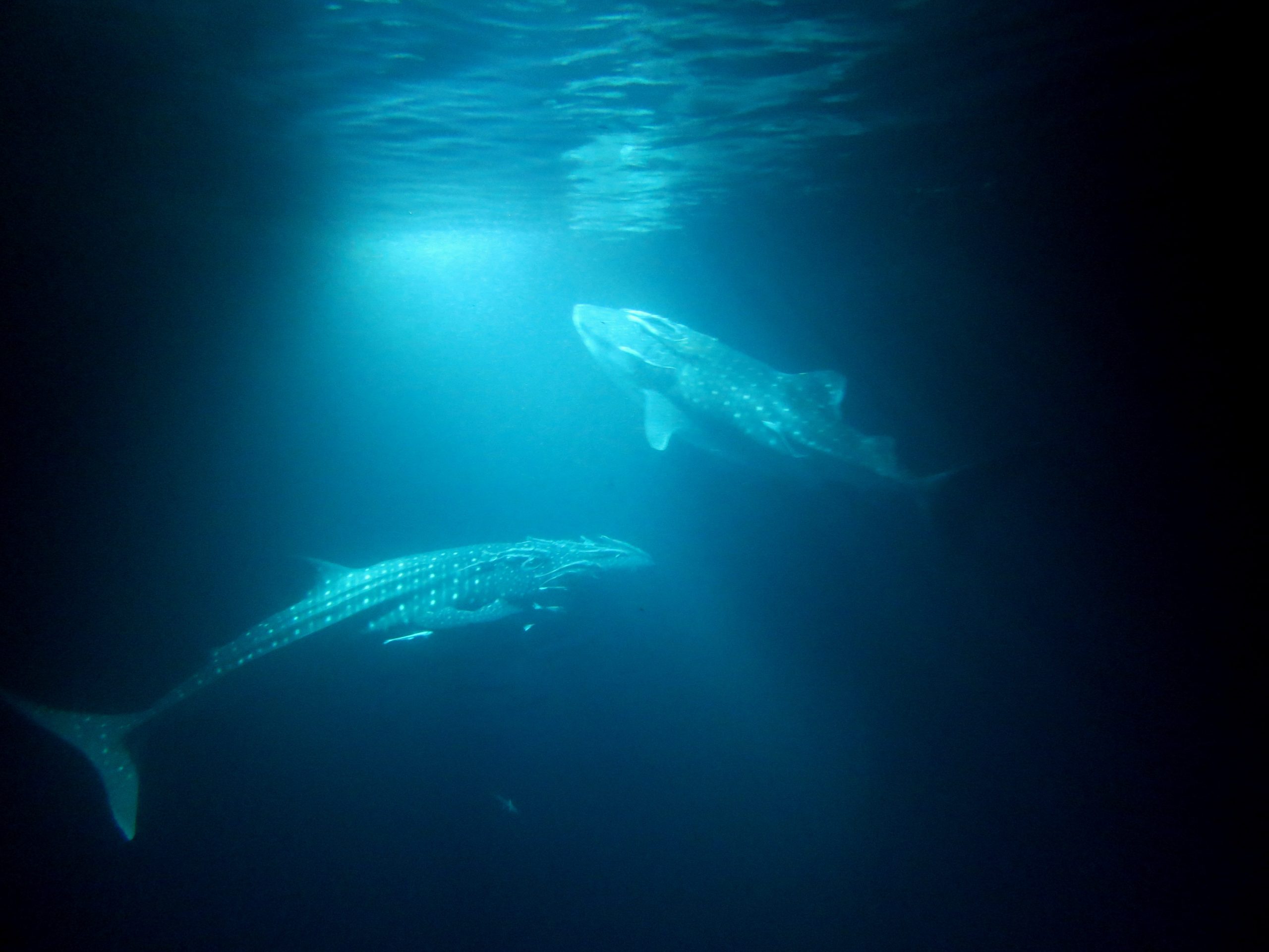 Night Whaleshark